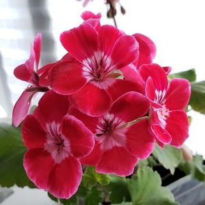 Meet your Posher, Reyshell